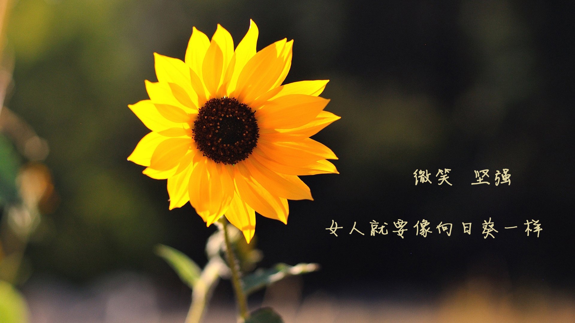 有机水果蔬菜图片及价格(有机果蔬有哪些)